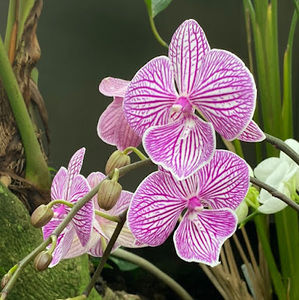 Meet your Posher, Julie